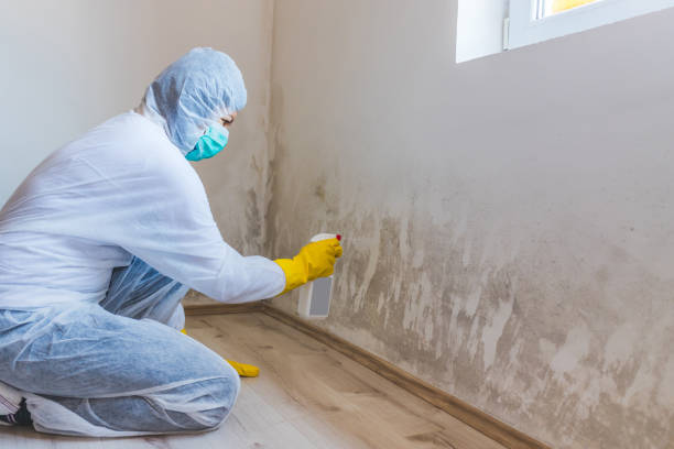 Licensed Mold Remediation service in Surry, VA - WQB Mold Removal